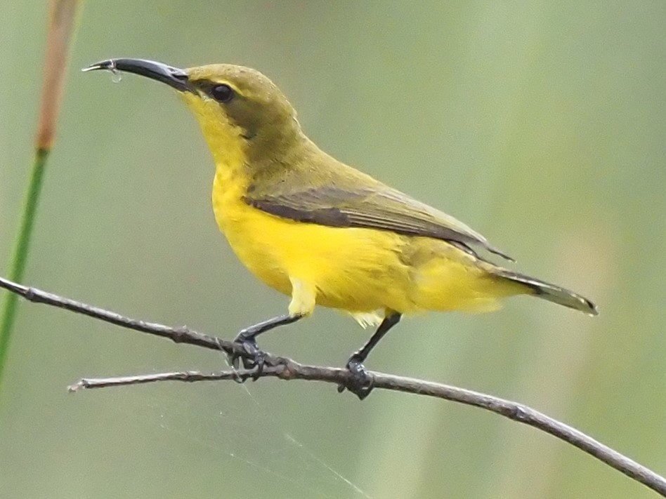 Sahul Sunbird - ML622806991