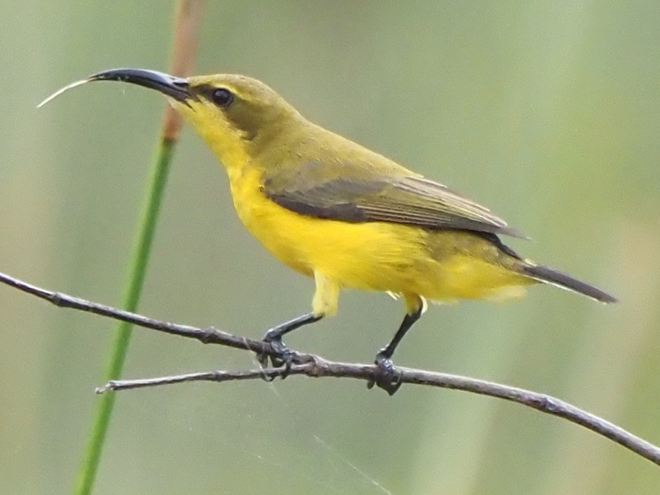 Sahul Sunbird - ML622806992