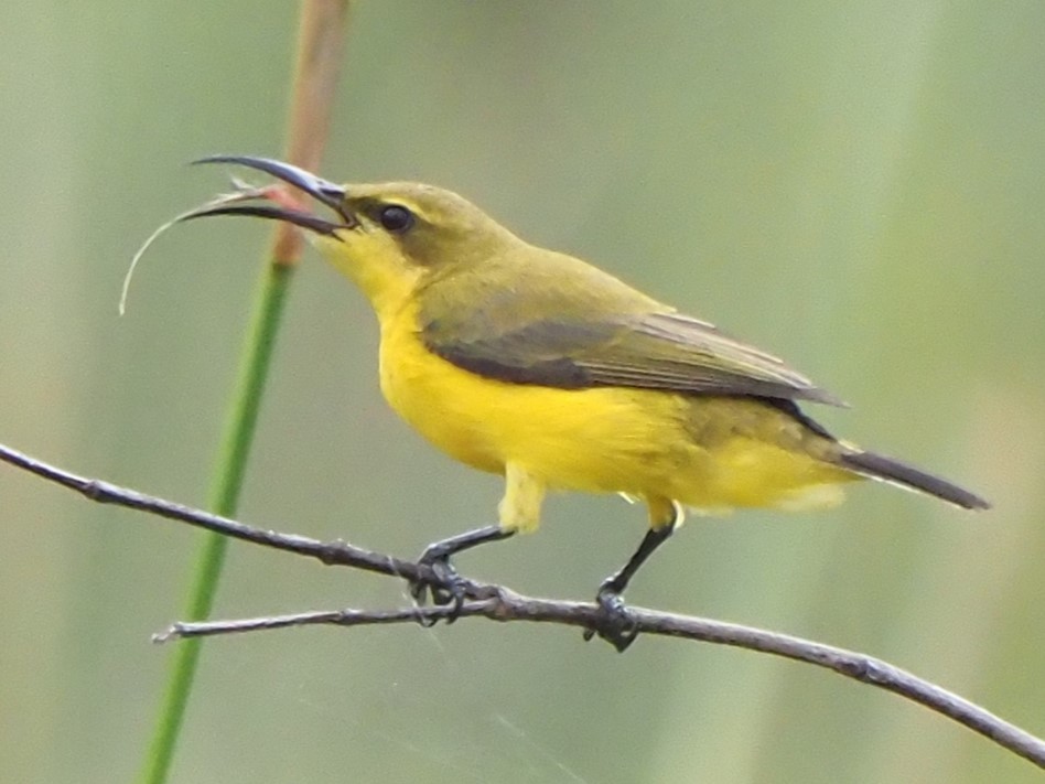 Sahul Sunbird - ML622806994