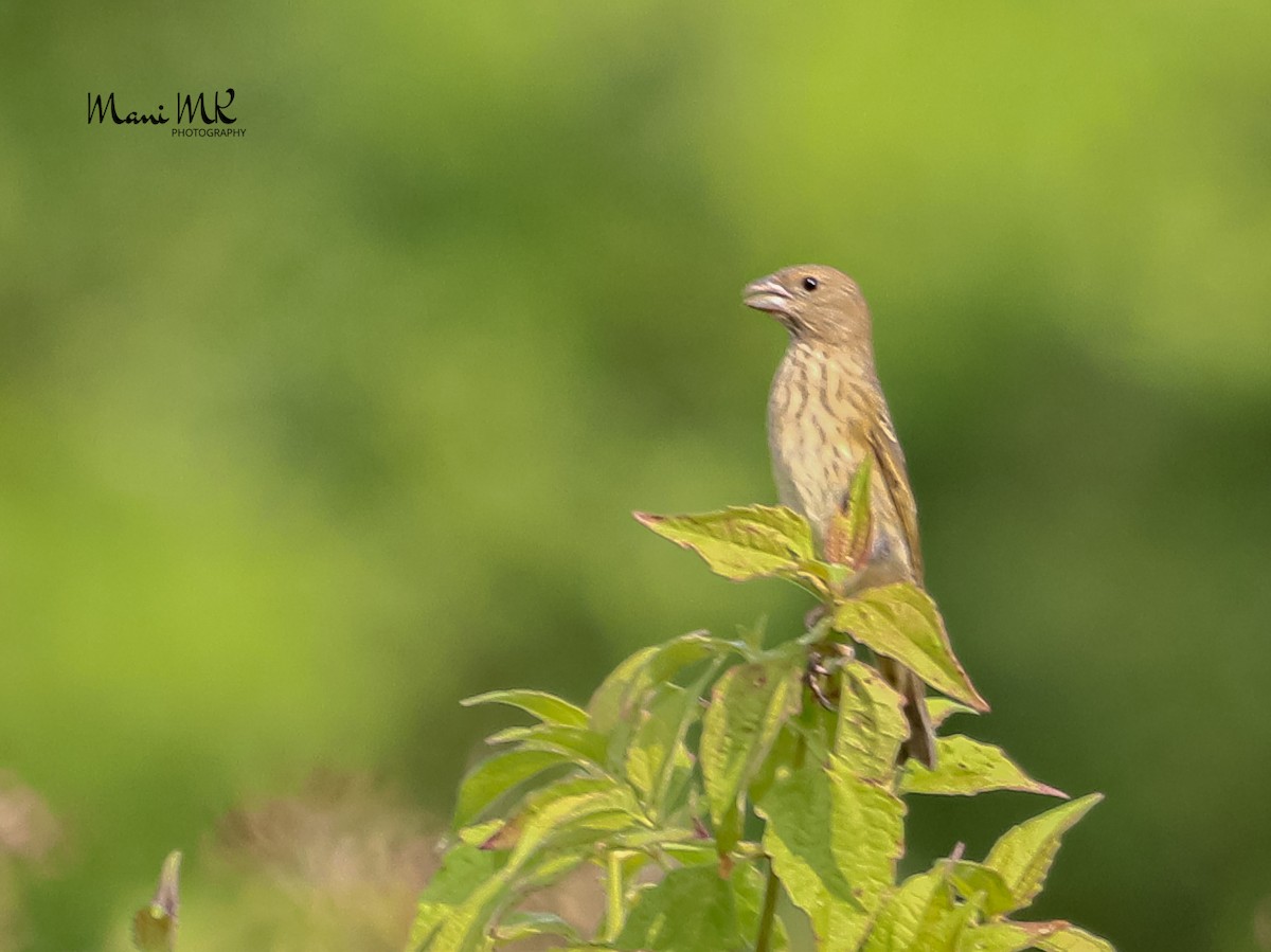Common Rosefinch - ML622807035