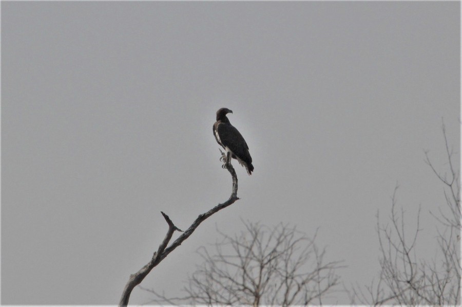 Martial Eagle - ML622807039
