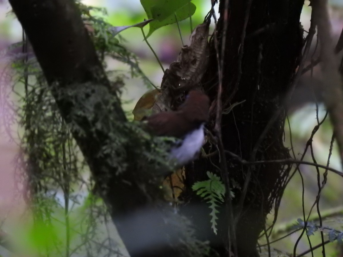 Bicolored Antbird - ML622807081