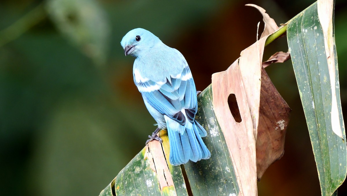 Blue-gray Tanager (White-edged) - ML622807109