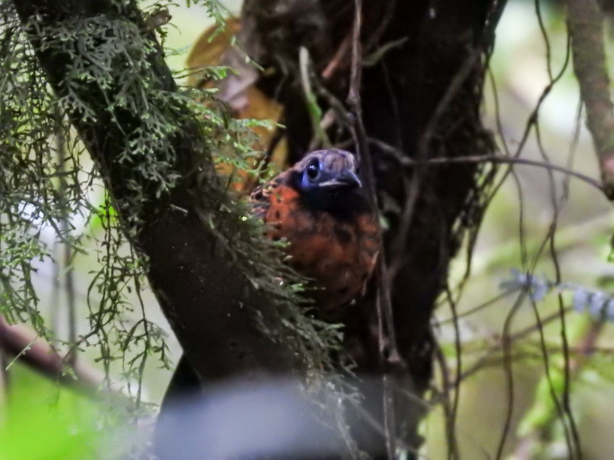 Ocellated Antbird - ML622807110