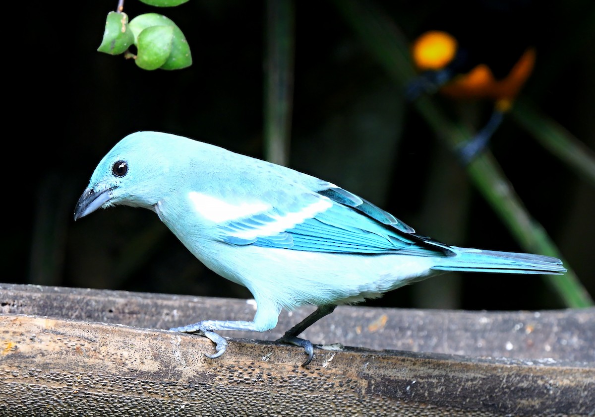 Blue-gray Tanager (White-edged) - ML622807111