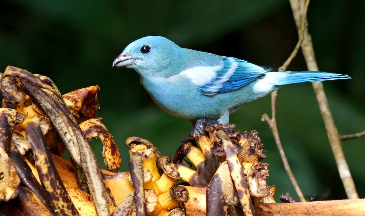 Blue-gray Tanager (White-edged) - Josep del Hoyo