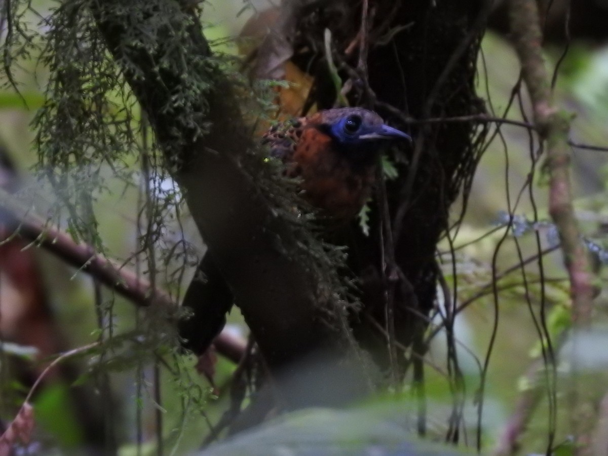 Ocellated Antbird - ML622807124