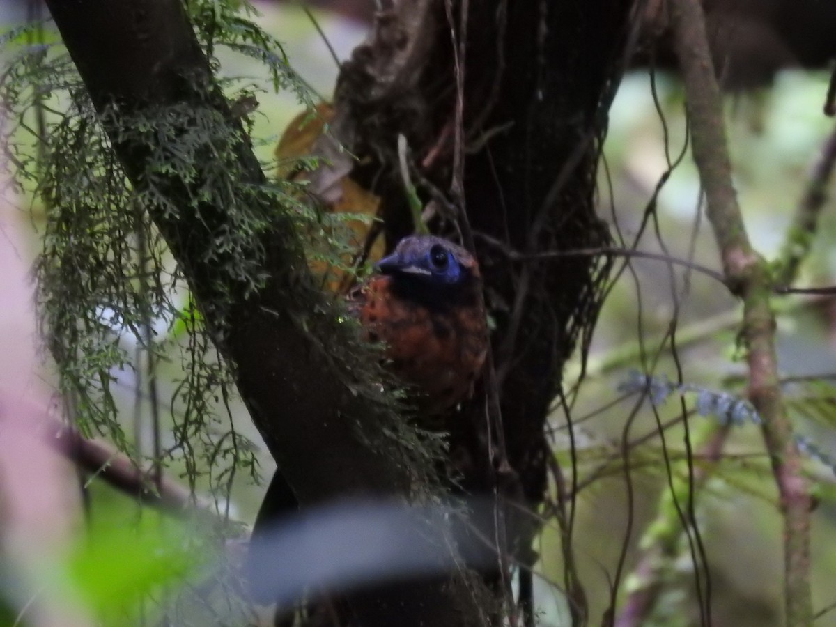 Ocellated Antbird - ML622807125