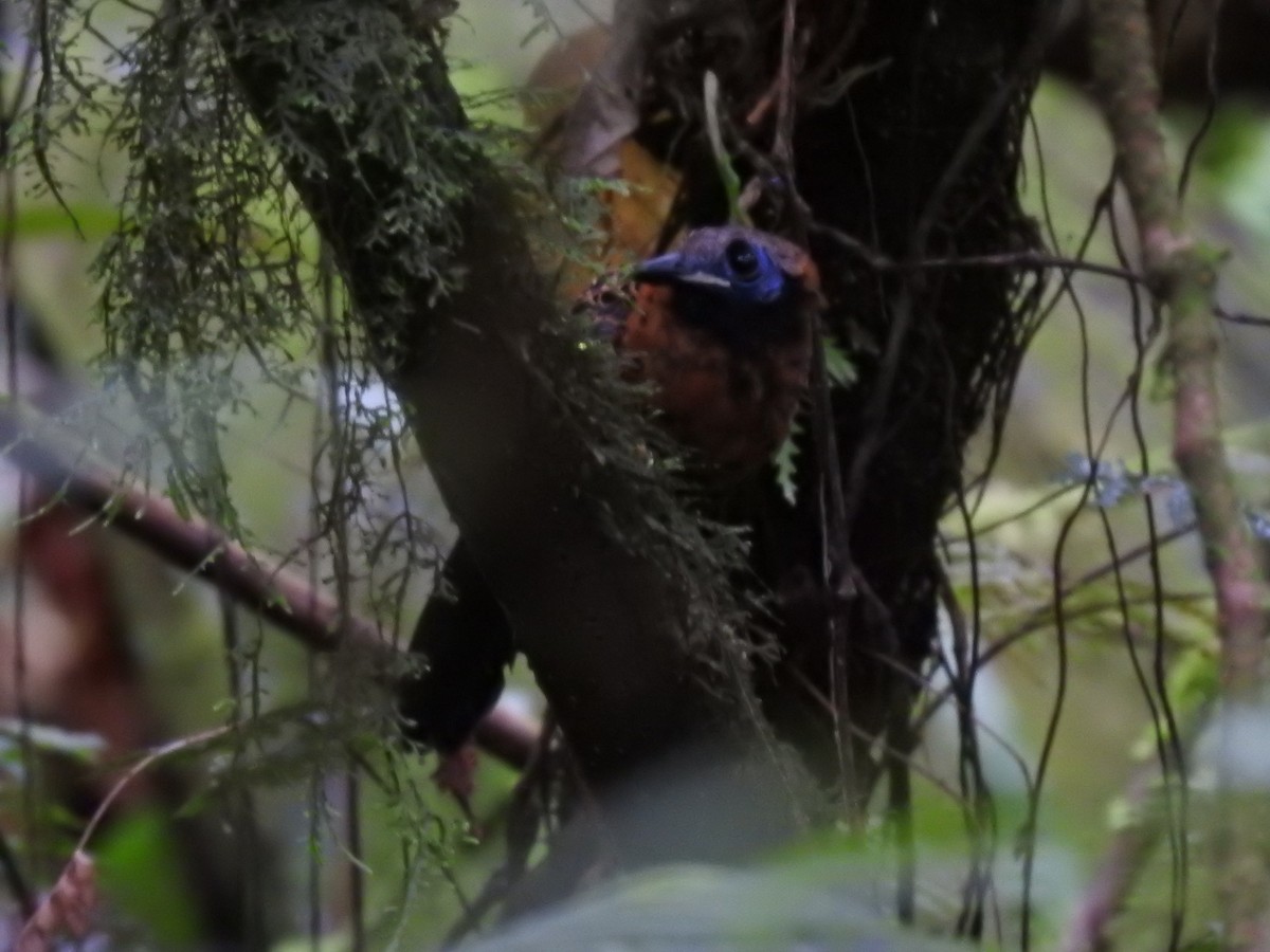 Ocellated Antbird - ML622807126