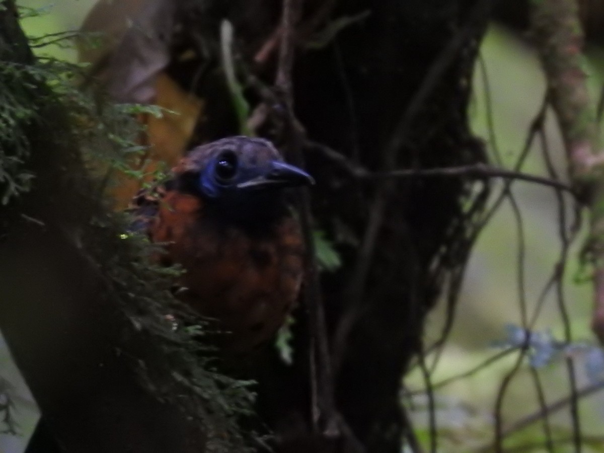 Ocellated Antbird - ML622807127