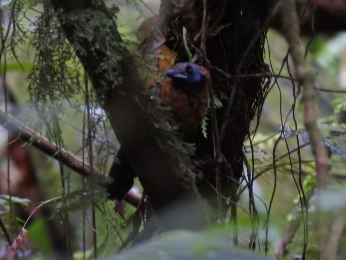 Ocellated Antbird - ML622807128