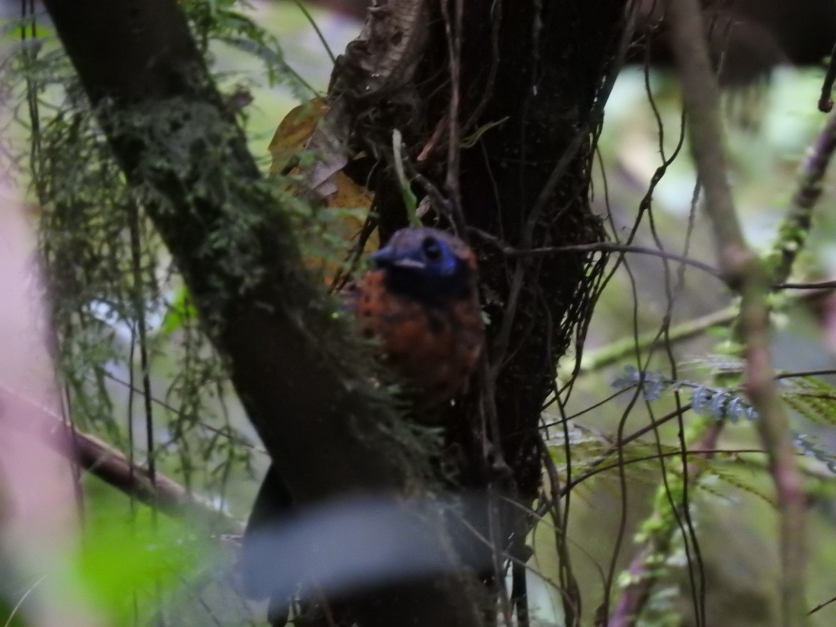 Ocellated Antbird - ML622807129