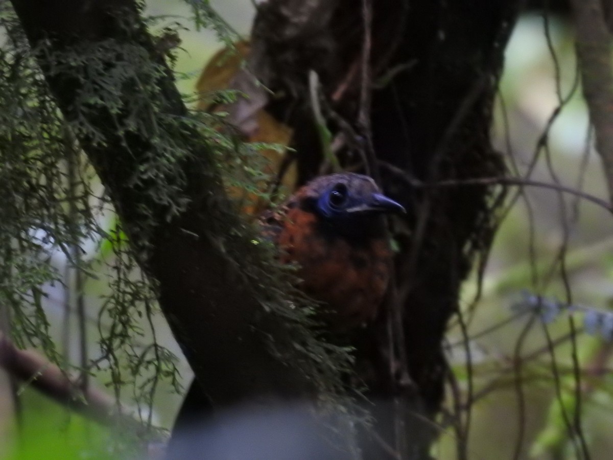 Ocellated Antbird - ML622807130