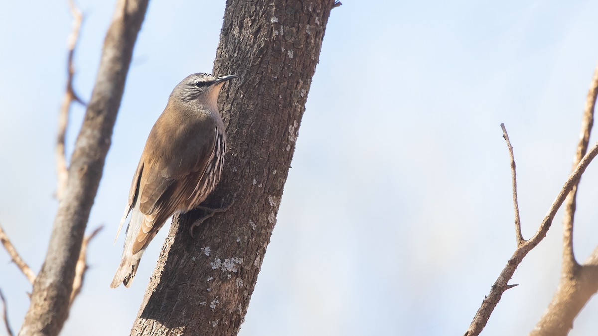 White-browed Treecreeper - James Bennett