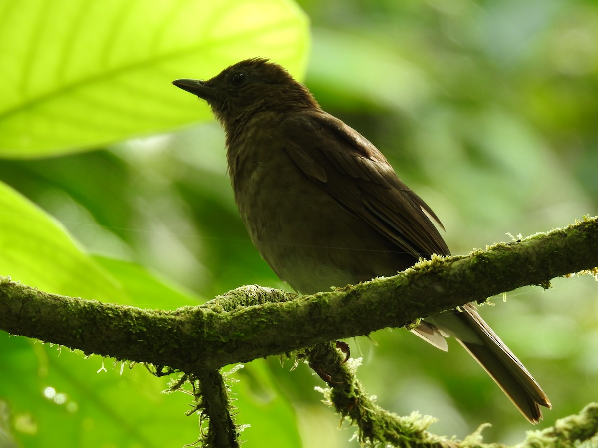 Pale-vented Thrush - Erick Barbato