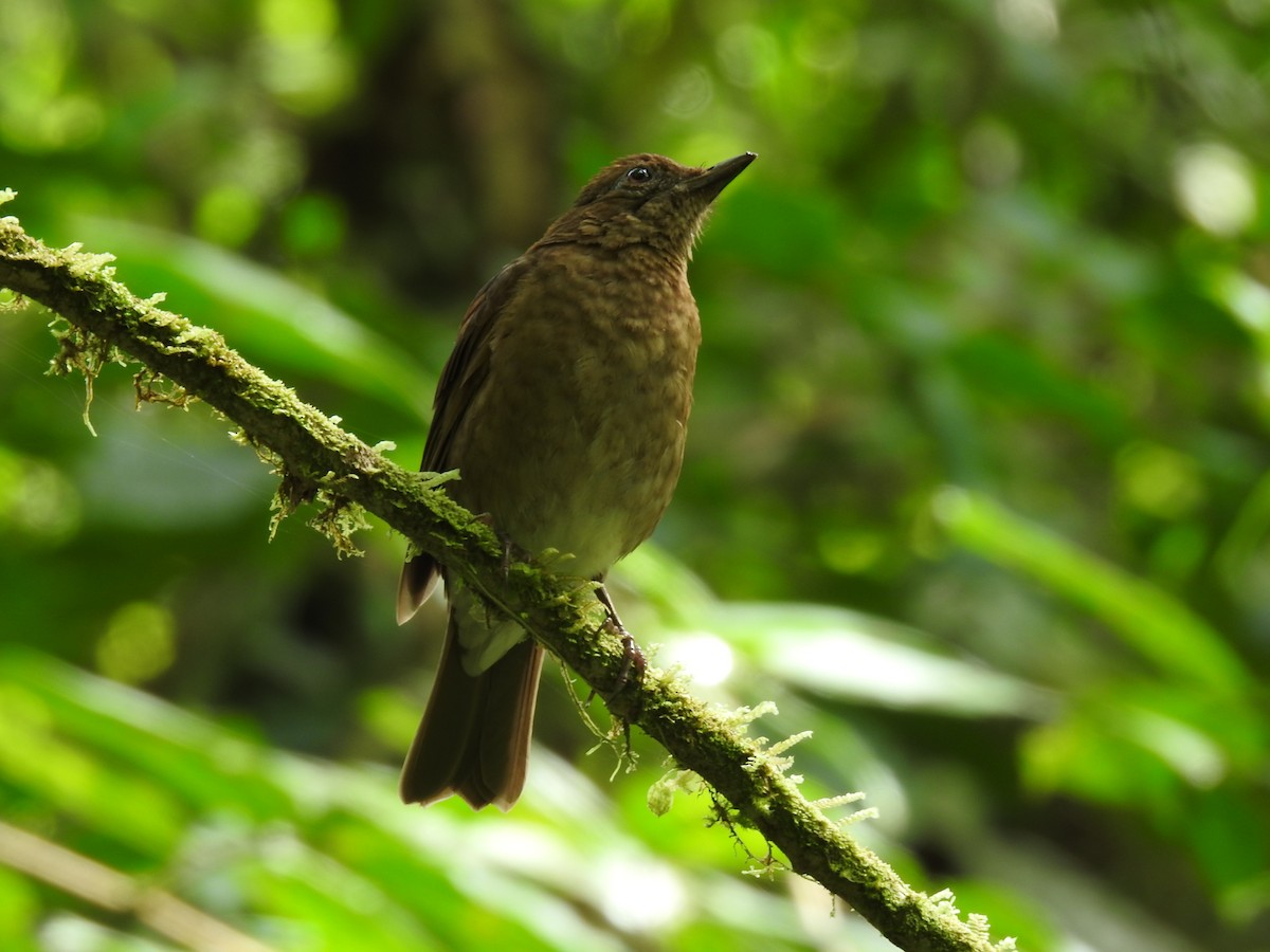 Pale-vented Thrush - Erick Barbato