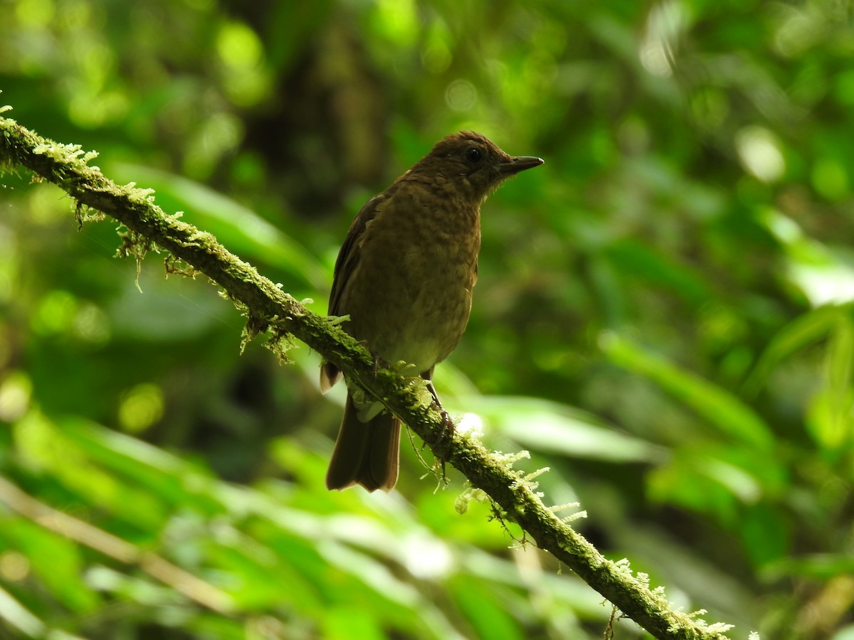 Pale-vented Thrush - Erick Barbato