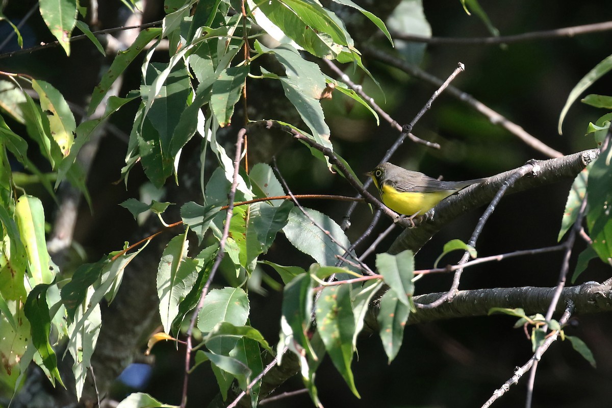 Canada Warbler - Kyle Gage