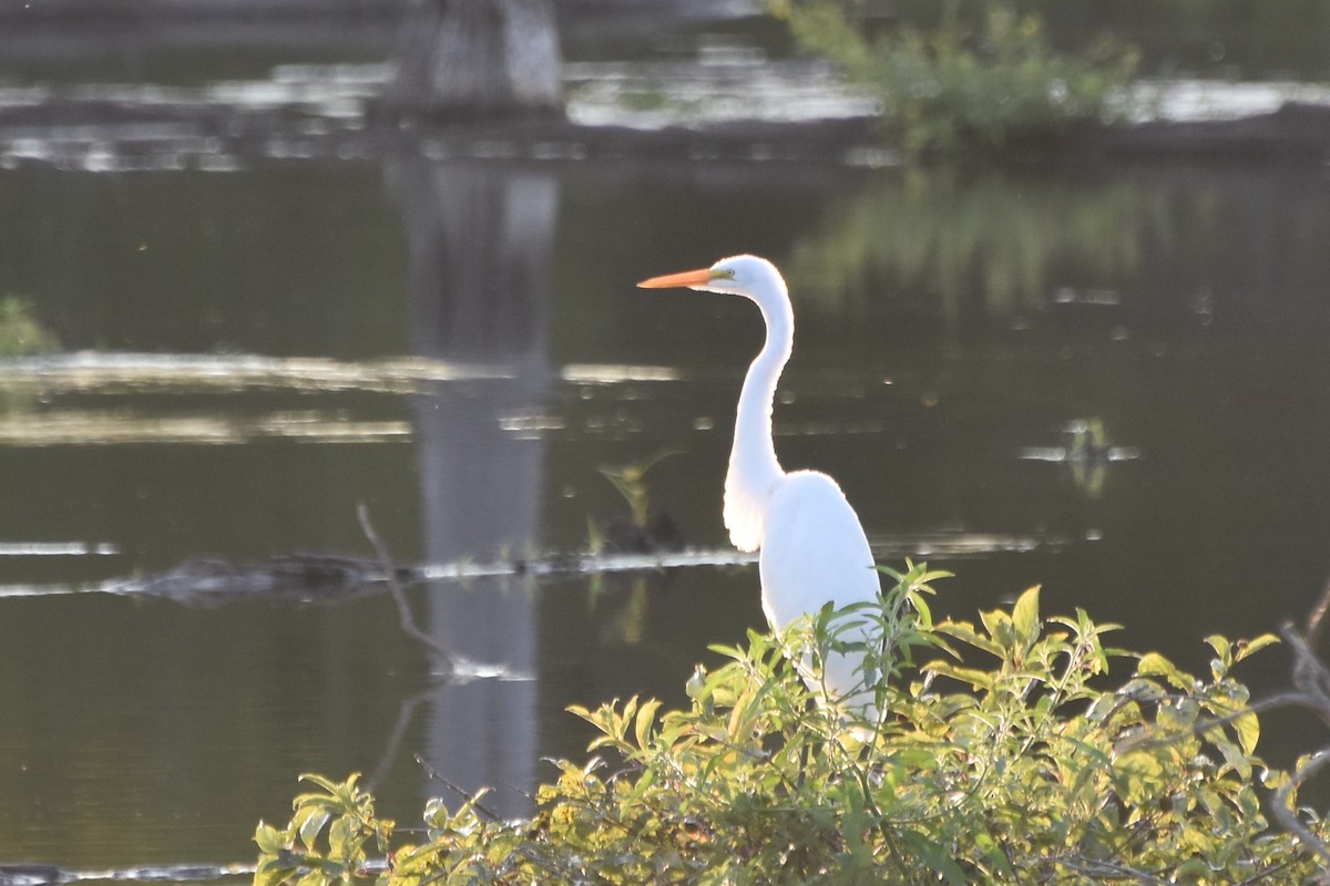 Great Egret - stephen johnson  🦜