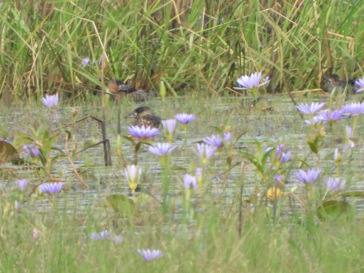 White-backed Duck - ML622807255