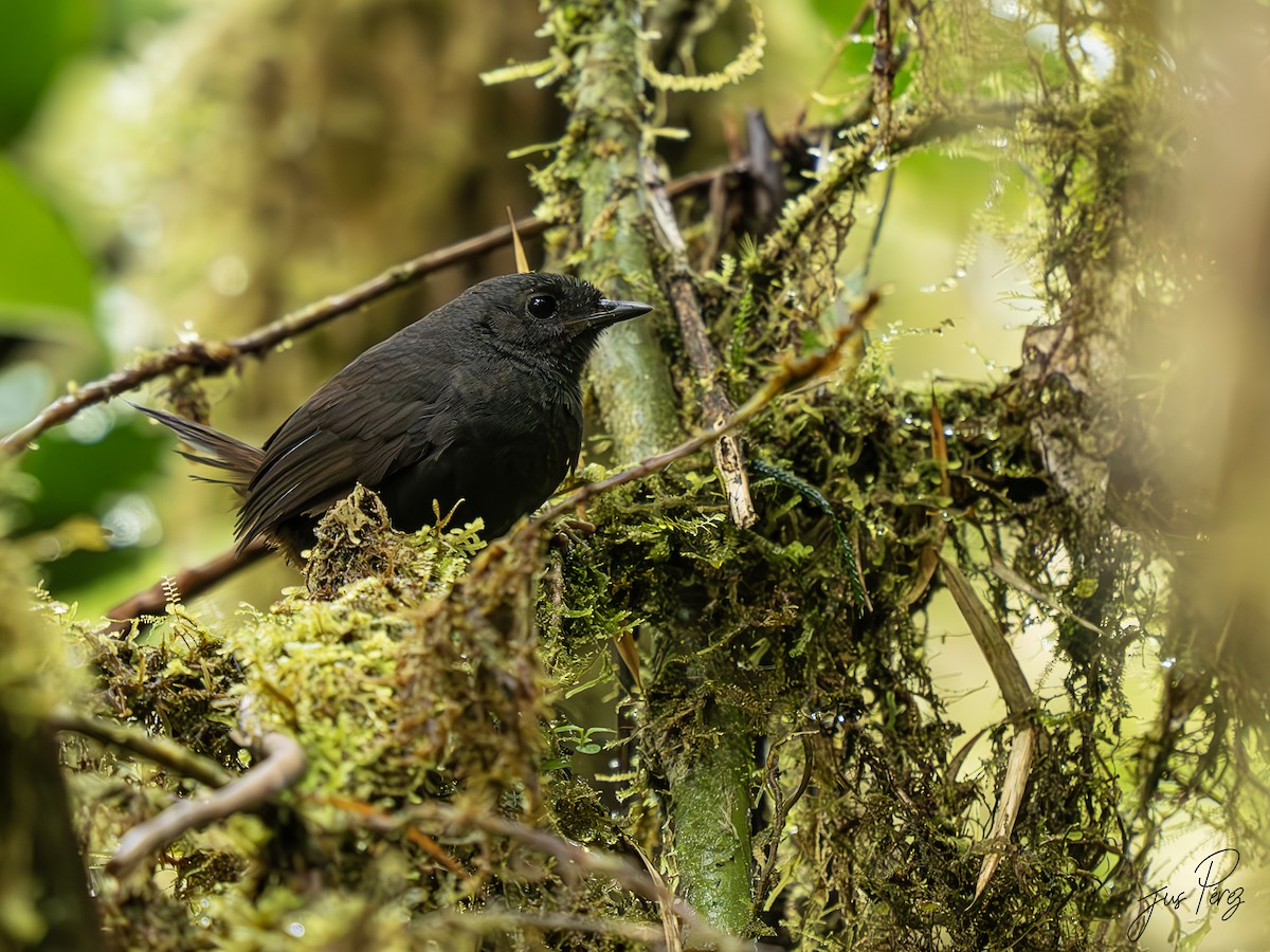 Nariño Tapaculo - ML622807302