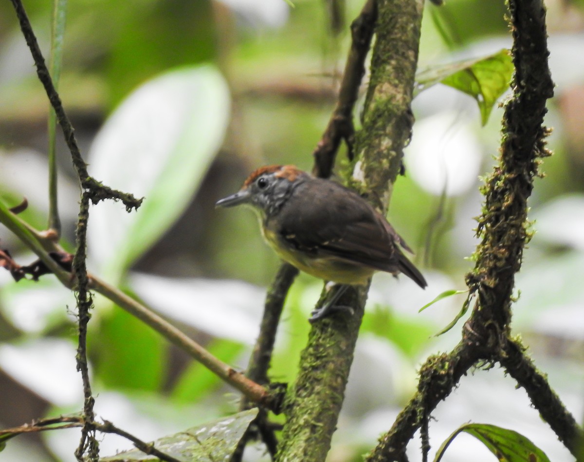 Streak-crowned Antvireo - ML622807354