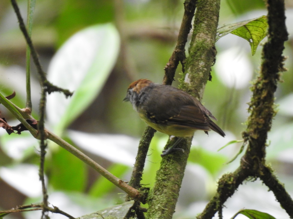 Streak-crowned Antvireo - ML622807363