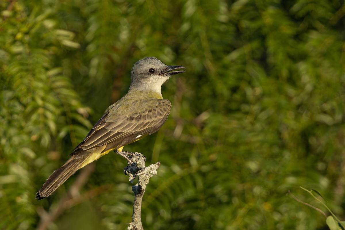 Tropical Kingbird - ML622807381