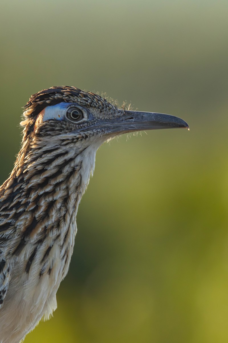 Greater Roadrunner - ML622807401