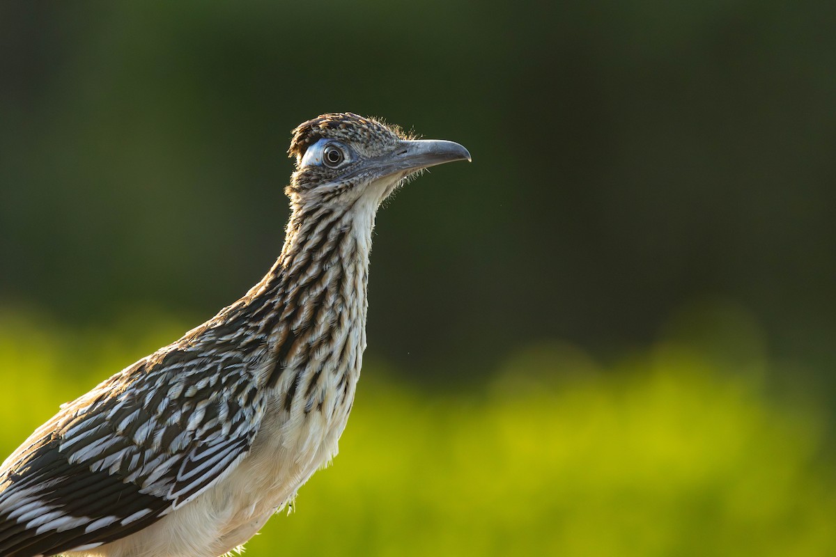 Greater Roadrunner - ML622807402