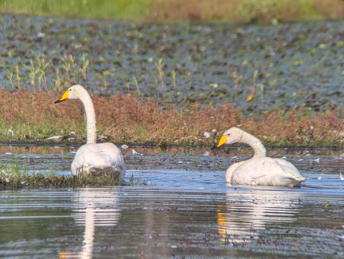 Whooper Swan - Collin Smith