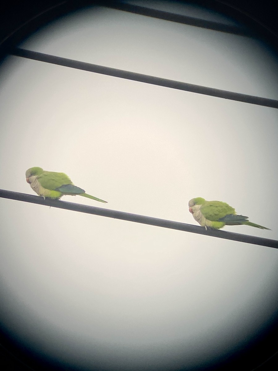 Monk Parakeet (Monk) - ML622807508