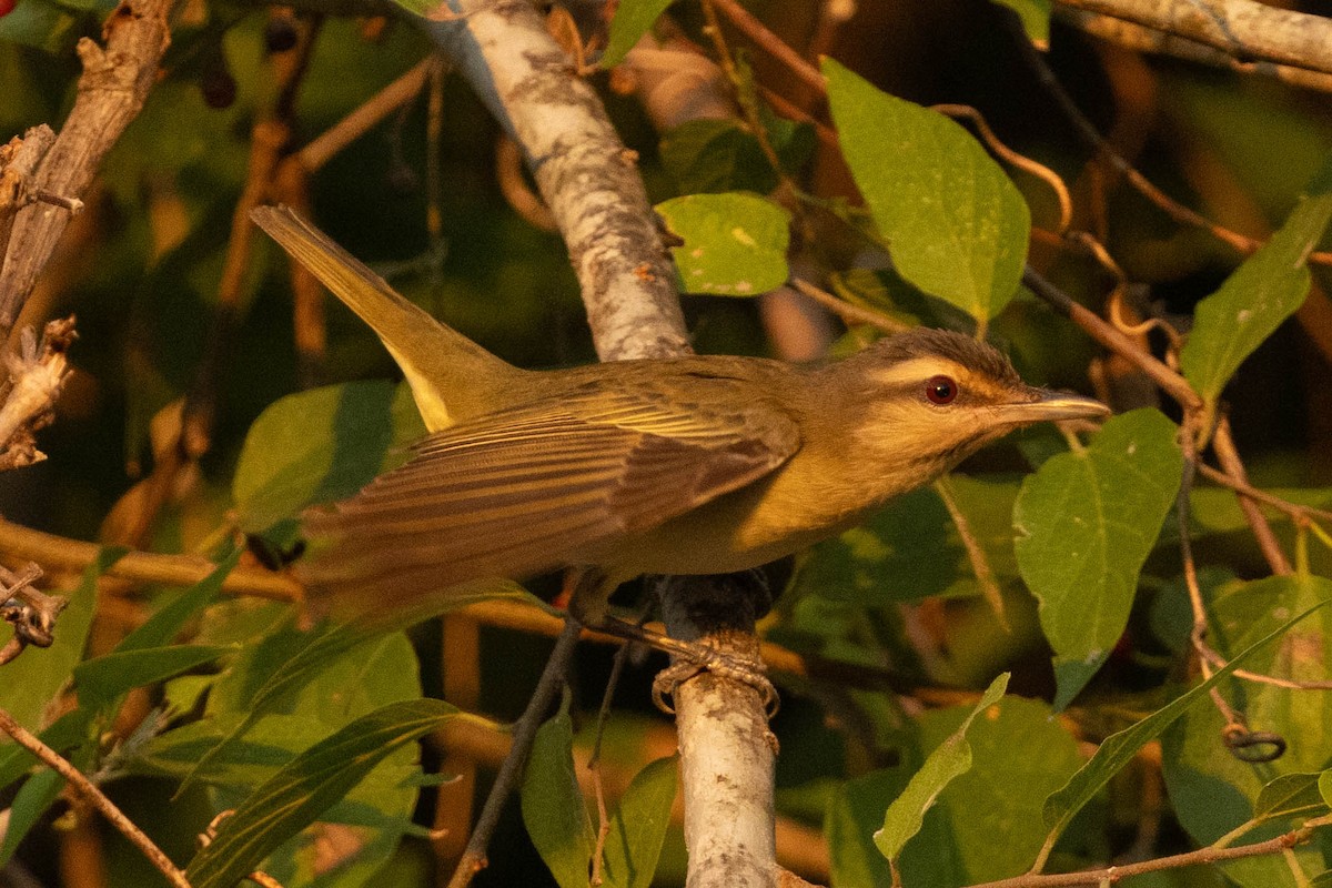 Black-whiskered Vireo - ML622807523