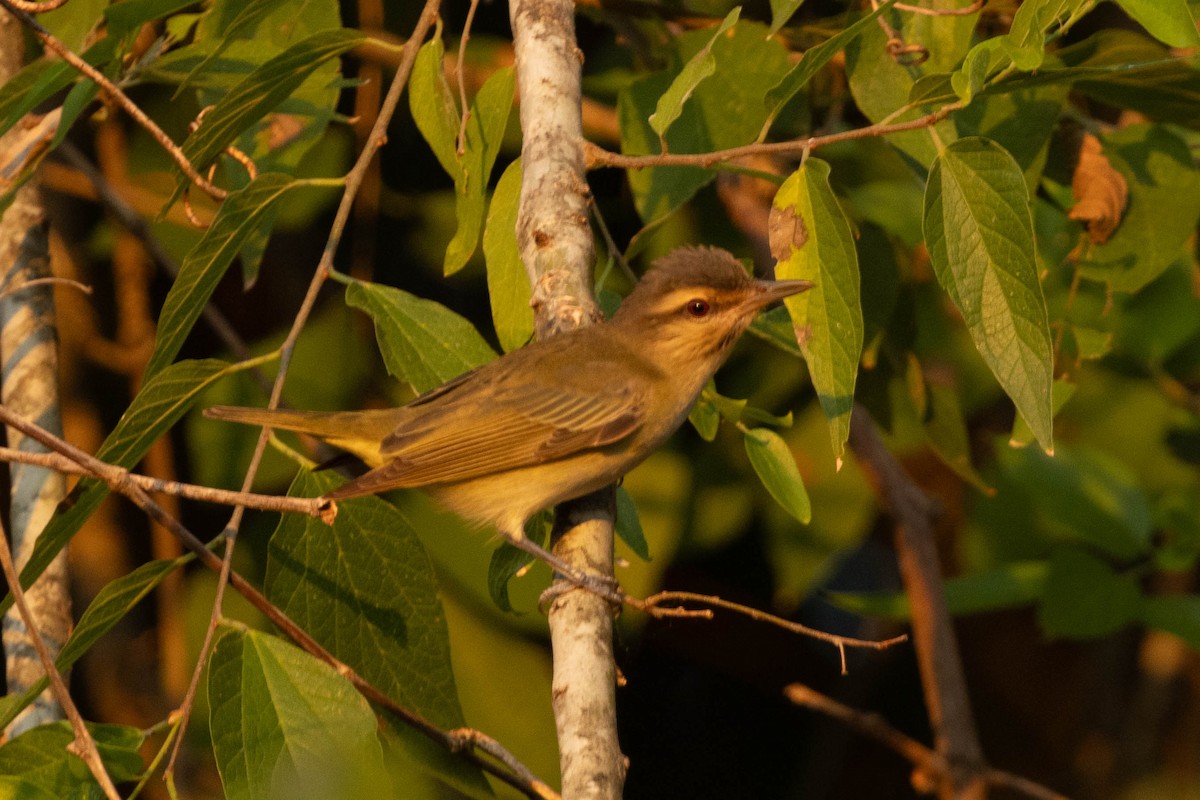 Black-whiskered Vireo - ML622807524