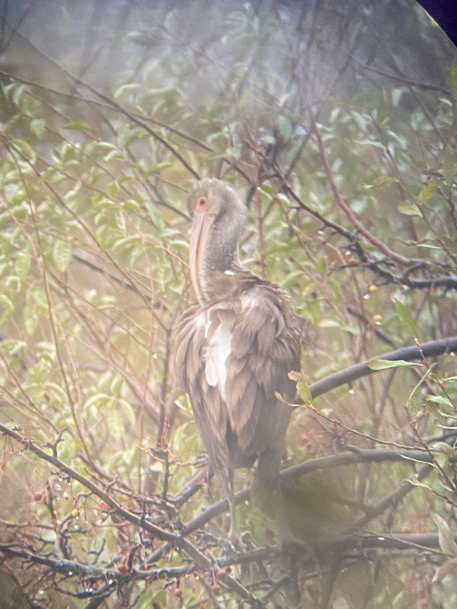 White Ibis - ML622807542