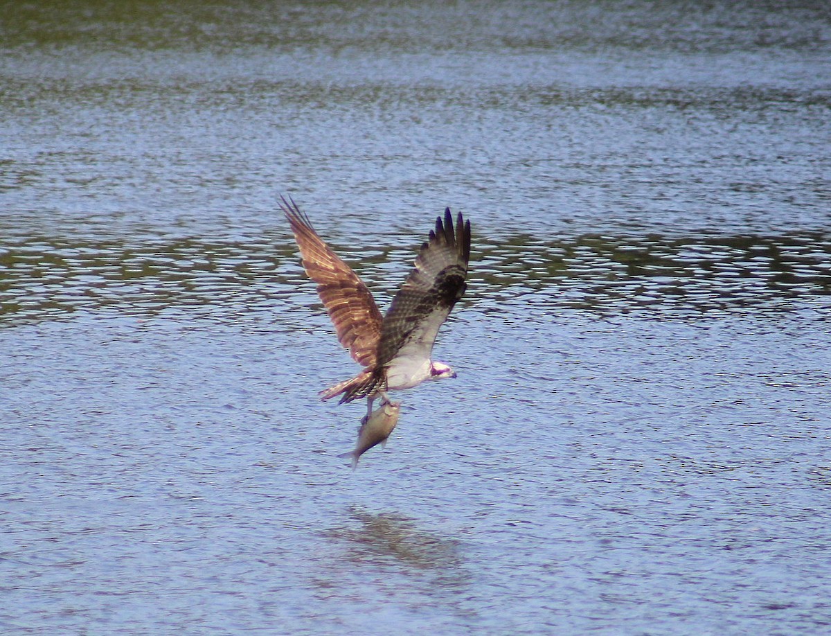 Osprey - ML622807603