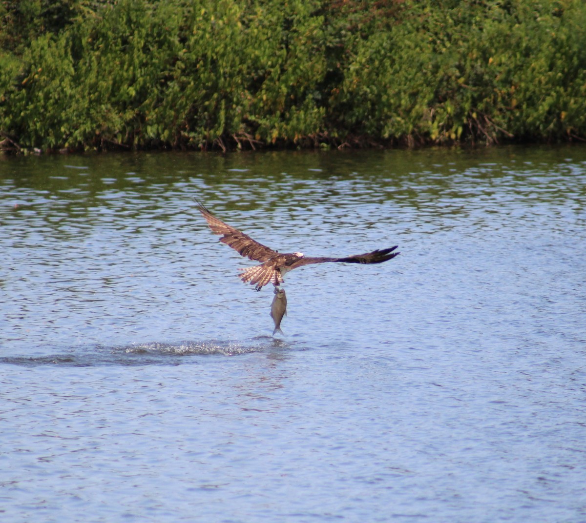 Osprey - ML622807604