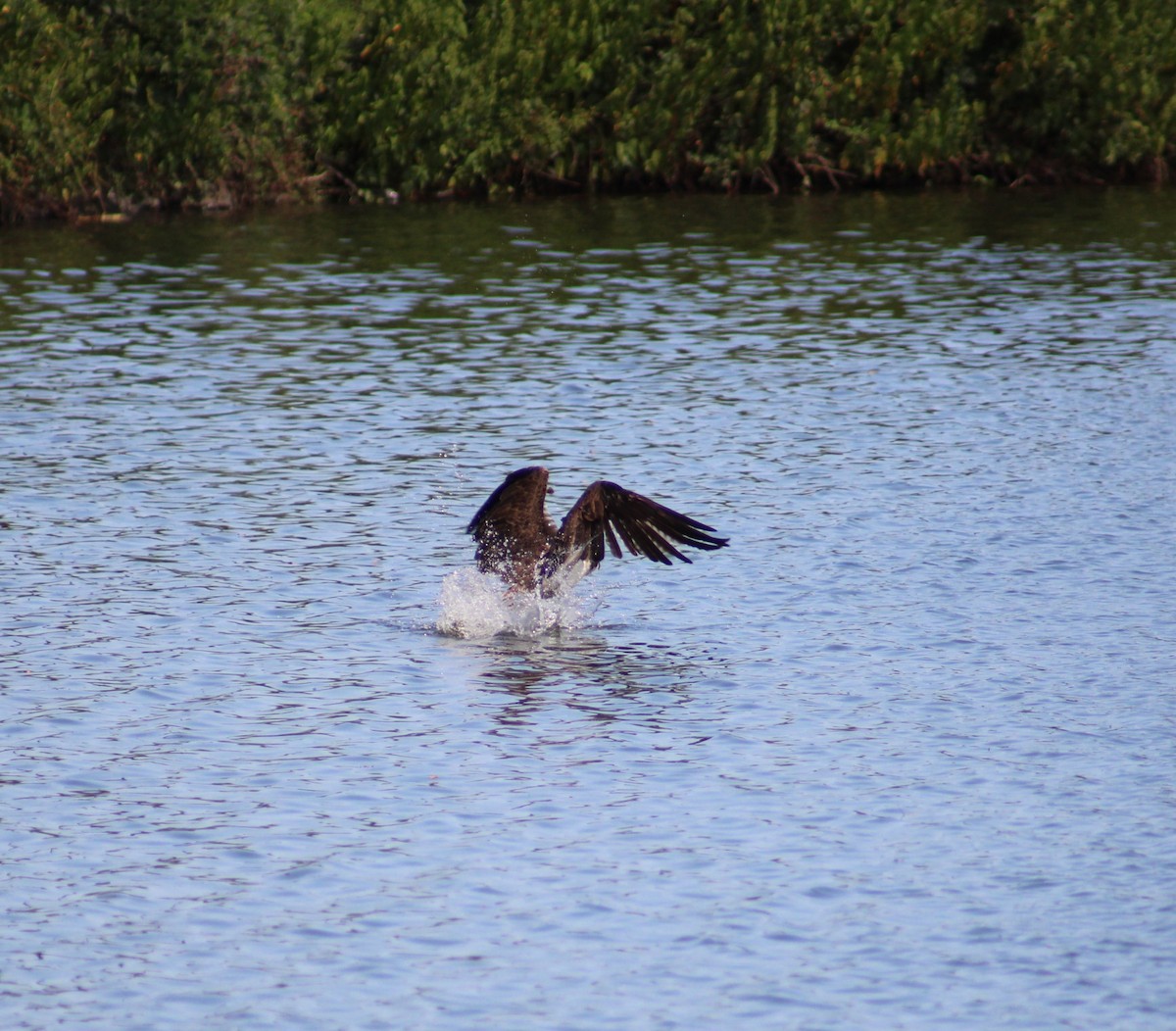 Osprey - ML622807605