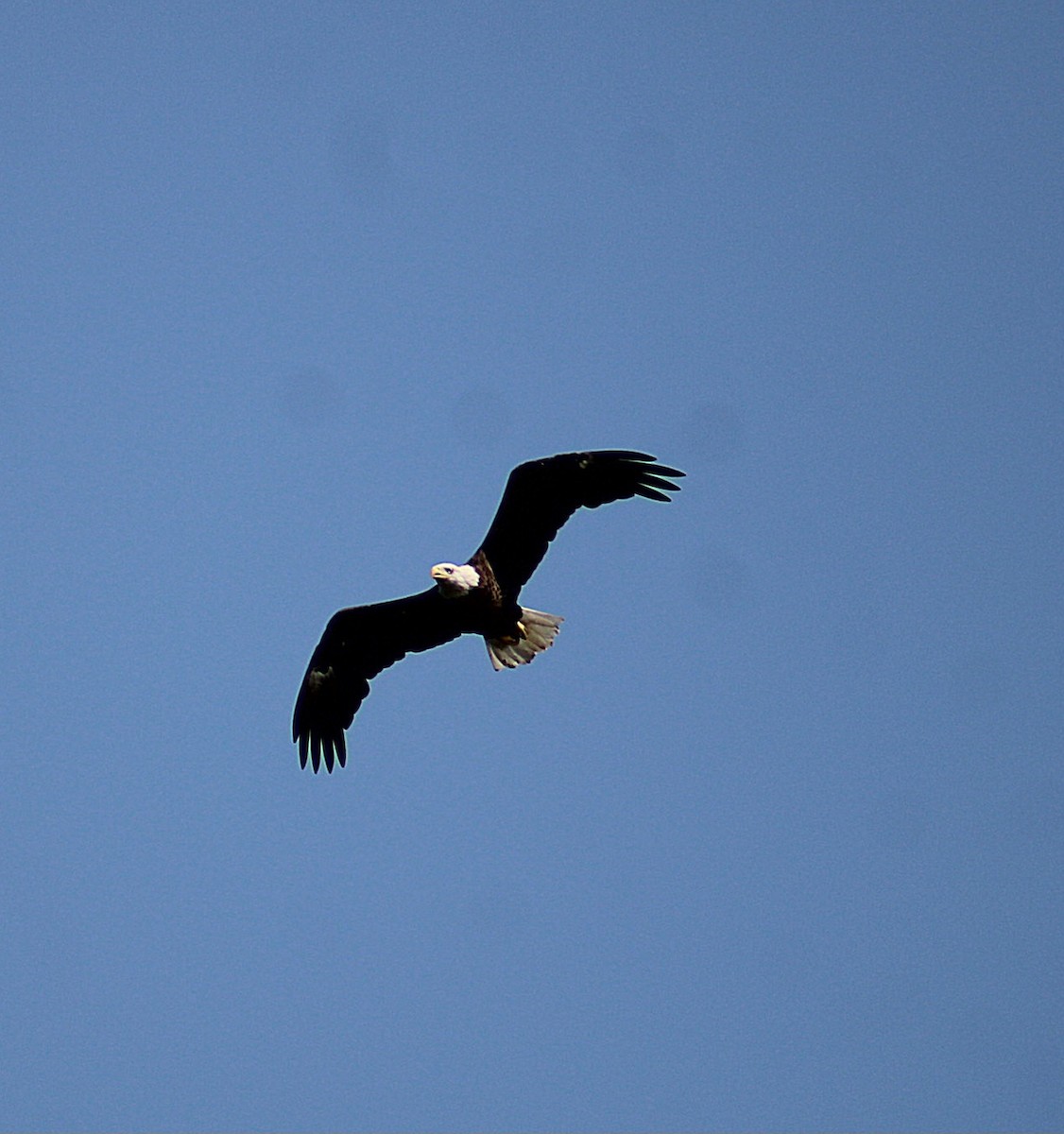 Bald Eagle - ML622807626