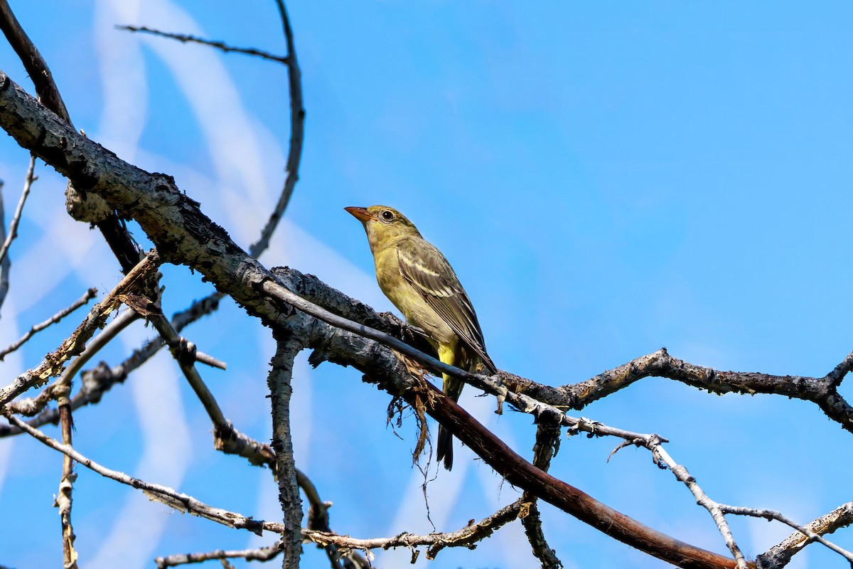 American Goldfinch - ML622807666