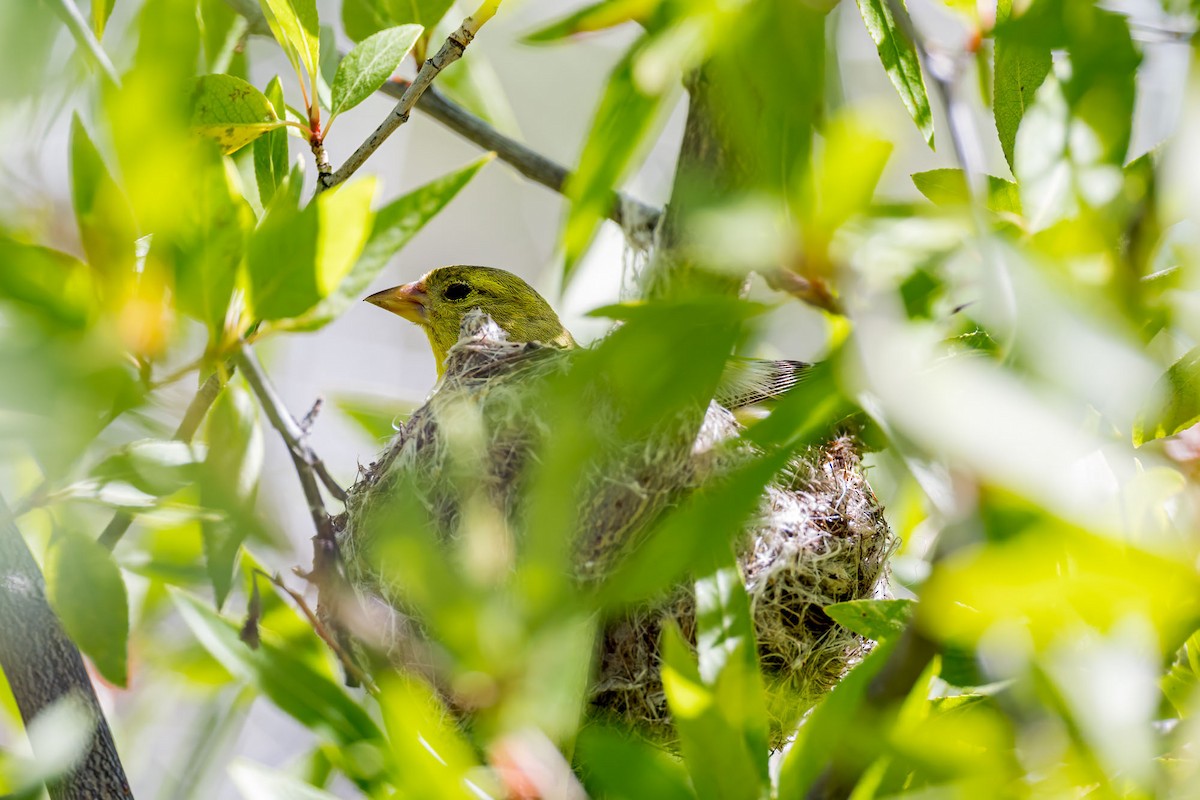 American Goldfinch - ML622807667