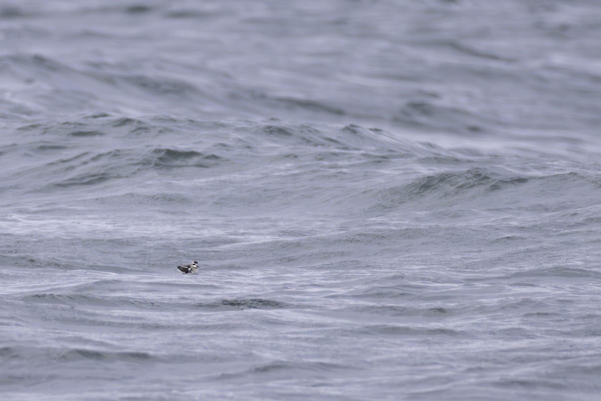 Red-necked Phalarope - ML622807689