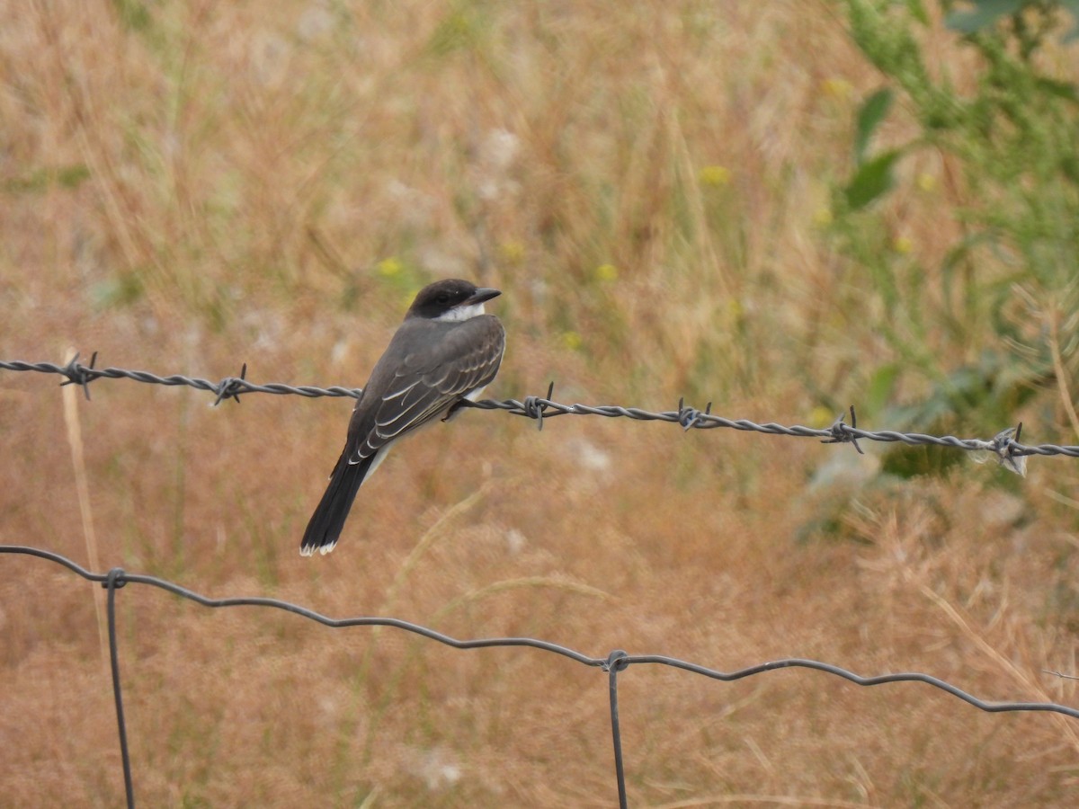 Eastern Kingbird - ML622807690