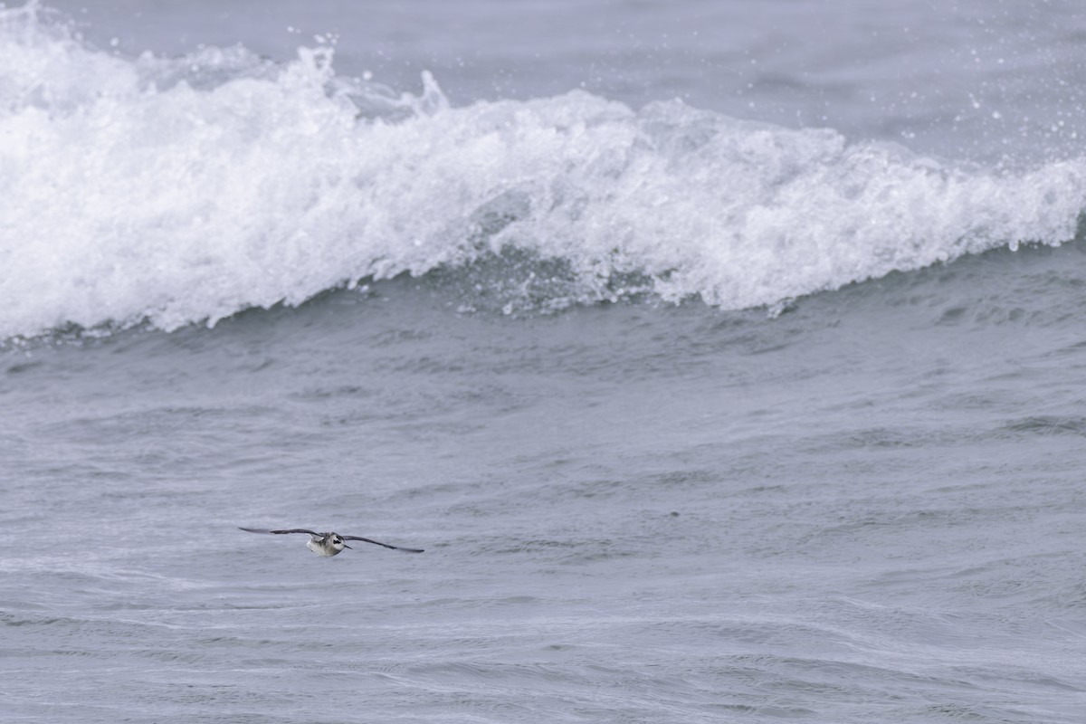 Red-necked Phalarope - ML622807701