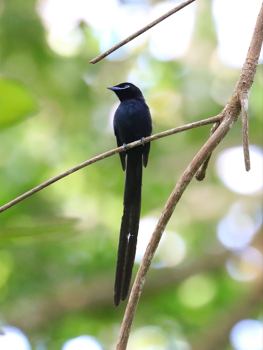 Seychelles Paradise-Flycatcher - ML622807760