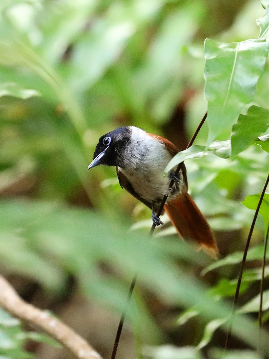 Seychelles Paradise-Flycatcher - ML622807761