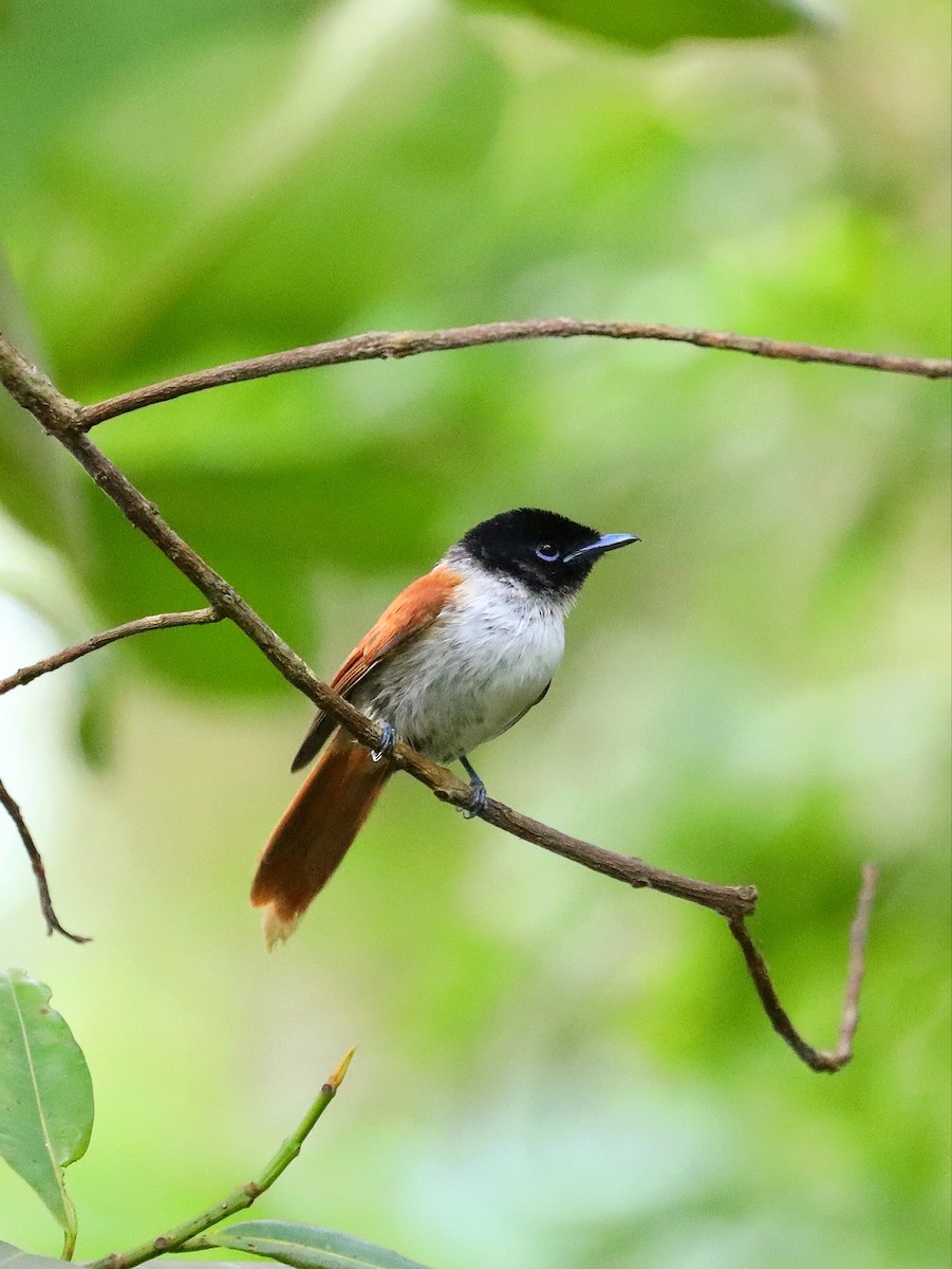 Seychelles Paradise-Flycatcher - ML622807763