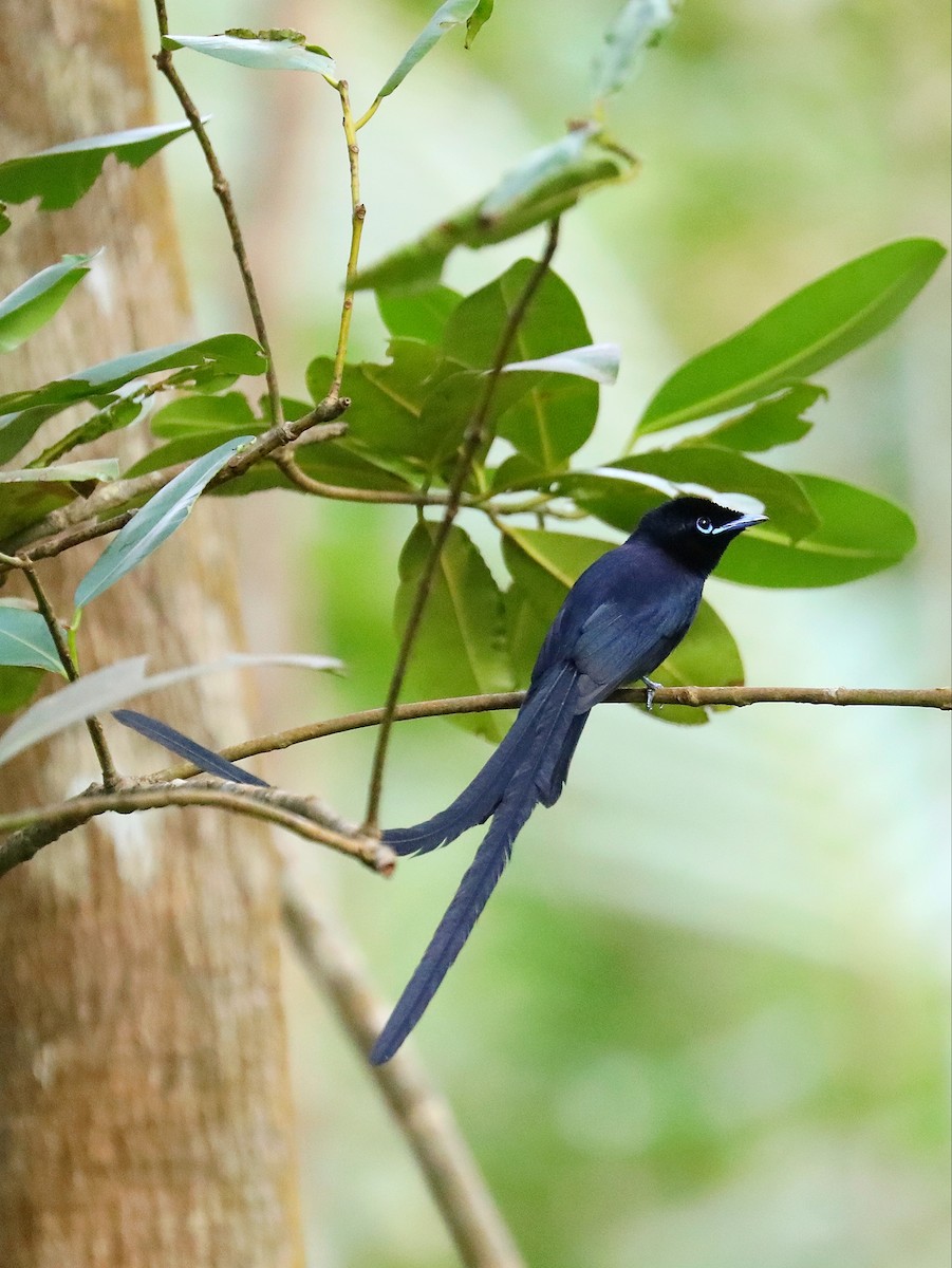 Seychelles Paradise-Flycatcher - ML622807765