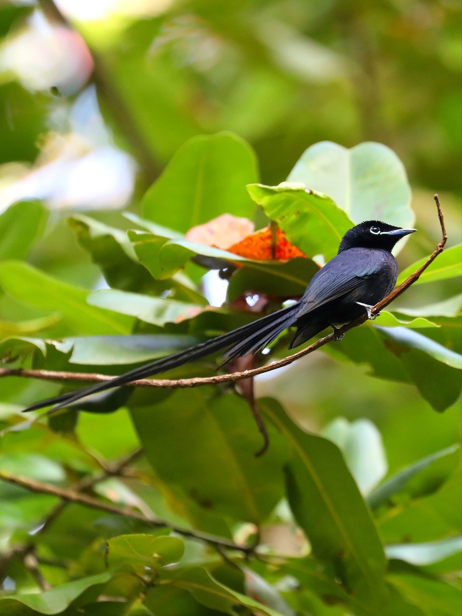 Seychelles Paradise-Flycatcher - ML622807766