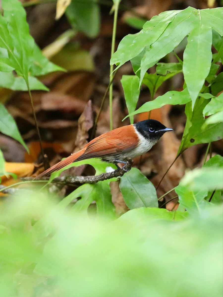 Seychelles Paradise-Flycatcher - ML622807767